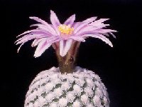 Turbinicarpus valdezianus JL-045.jpg